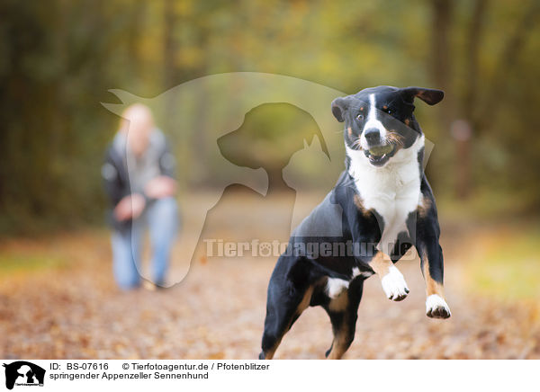 springender Appenzeller Sennenhund / BS-07616