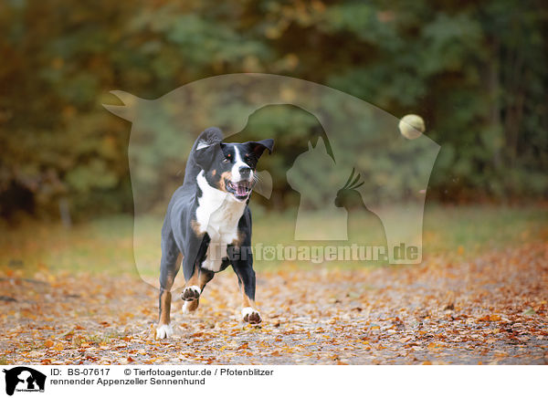 rennender Appenzeller Sennenhund / BS-07617
