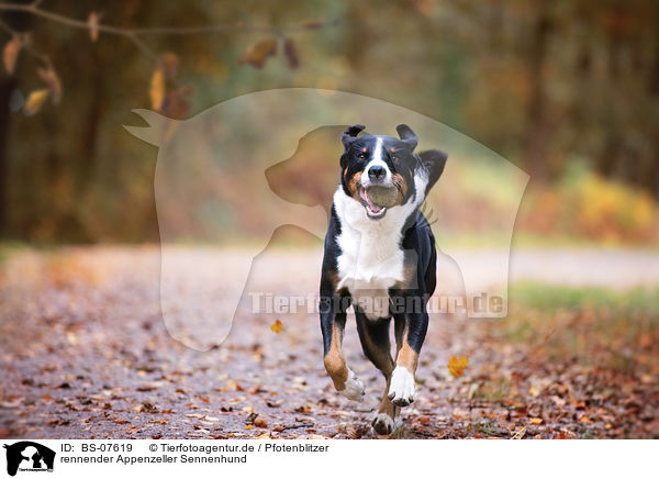 rennender Appenzeller Sennenhund / BS-07619