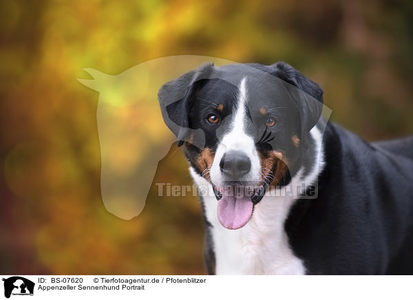 Appenzeller Sennenhund Portrait / BS-07620