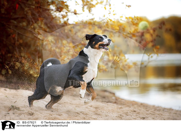rennender Appenzeller Sennenhund / BS-07621