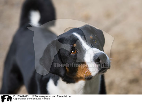 Appenzeller Sennenhund Portrait / BS-07625