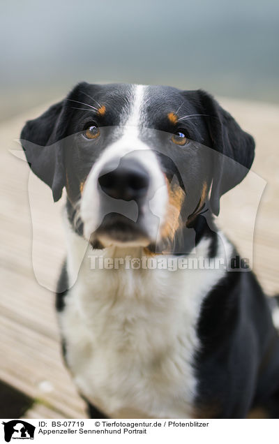 Appenzeller Sennenhund Portrait / Appenzell Mountain Dog Portrait / BS-07719