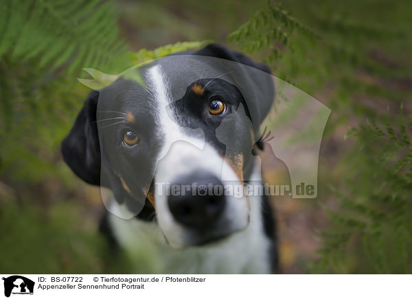 Appenzeller Sennenhund Portrait / BS-07722