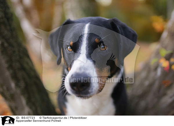 Appenzeller Sennenhund Portrait / BS-07723