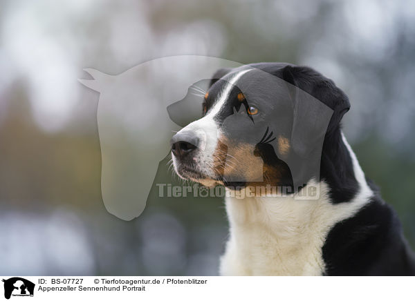 Appenzeller Sennenhund Portrait / BS-07727