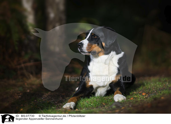 liegender Appenzeller Sennenhund / BS-07730