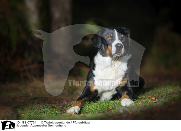 liegender Appenzeller Sennenhund / BS-07731