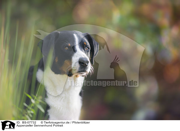 Appenzeller Sennenhund Portrait / BS-07732