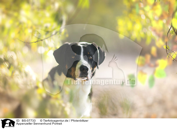 Appenzeller Sennenhund Portrait / BS-07733