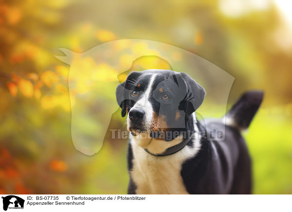 Appenzeller Sennenhund / Appenzell Mountain Dog / BS-07735