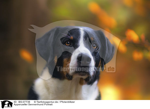 Appenzeller Sennenhund Portrait / BS-07736