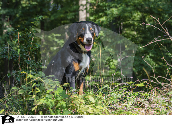 sitzender Appenzeller Sennenhund / sitting Appenzell Mountain Dog / SST-20538