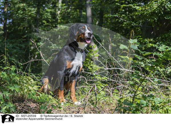 sitzender Appenzeller Sennenhund / sitting Appenzell Mountain Dog / SST-20539