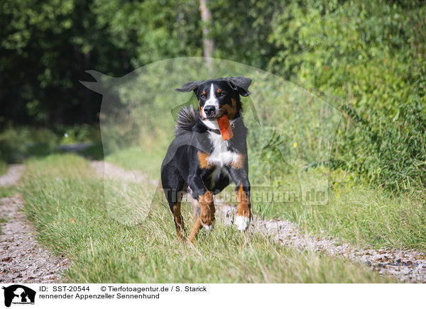 rennender Appenzeller Sennenhund / running Appenzell Mountain Dog / SST-20544