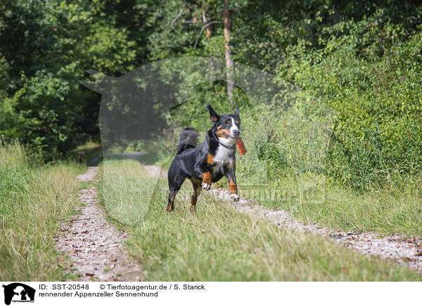 rennender Appenzeller Sennenhund / SST-20548