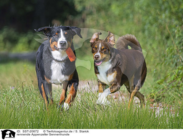rennende Appenzeller Sennenhunde / running Appenzell Mountain Dogs / SST-20672