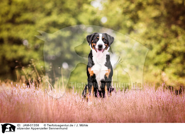 sitzender Appenzeller Sennenhund / JAM-01358