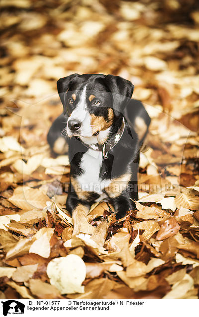 liegender Appenzeller Sennenhund / lying Appenzell Mountain Dog / NP-01577
