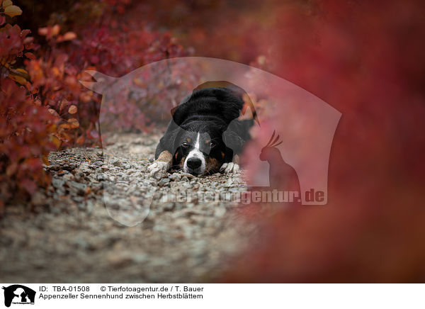 Appenzeller Sennenhund zwischen Herbstblttern / Appenzell Mountain Dog between autumn leaves / TBA-01508