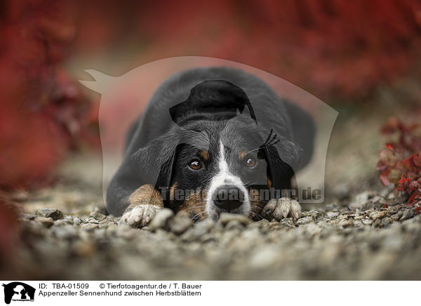 Appenzeller Sennenhund zwischen Herbstblttern / Appenzell Mountain Dog between autumn leaves / TBA-01509