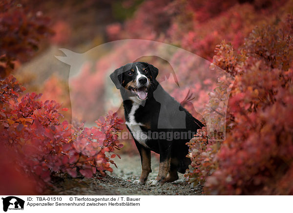Appenzeller Sennenhund zwischen Herbstblttern / TBA-01510