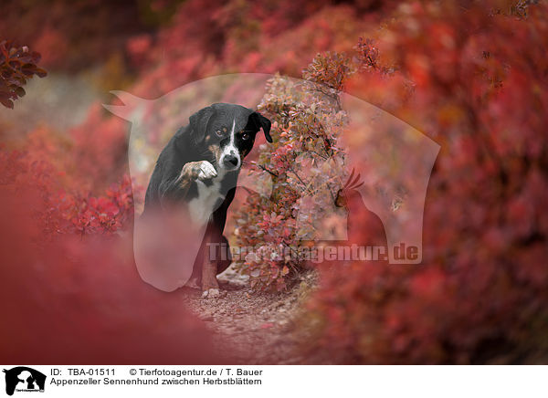 Appenzeller Sennenhund zwischen Herbstblttern / TBA-01511