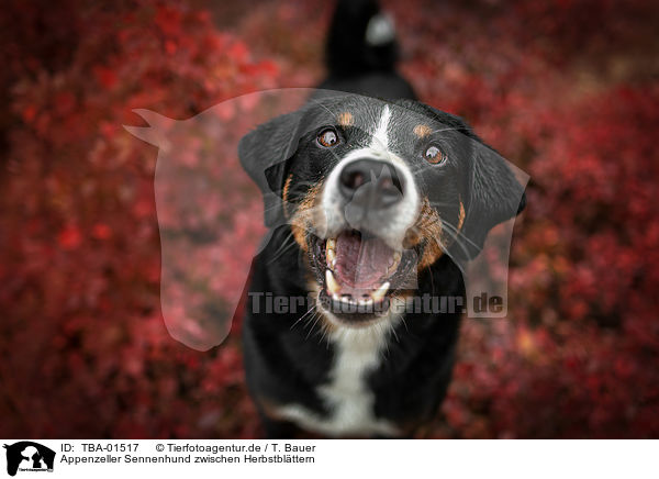 Appenzeller Sennenhund zwischen Herbstblttern / Appenzell Mountain Dog between autumn leaves / TBA-01517