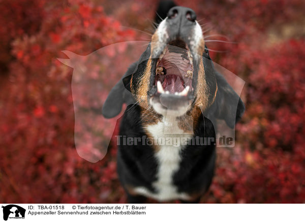 Appenzeller Sennenhund zwischen Herbstblttern / TBA-01518