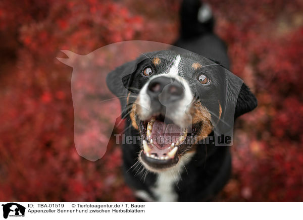 Appenzeller Sennenhund zwischen Herbstblttern / TBA-01519