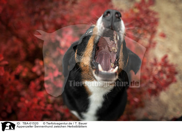 Appenzeller Sennenhund zwischen Herbstblttern / Appenzell Mountain Dog between autumn leaves / TBA-01520