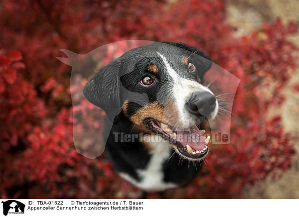 Appenzeller Sennenhund zwischen Herbstbl�ttern / TBA-01522