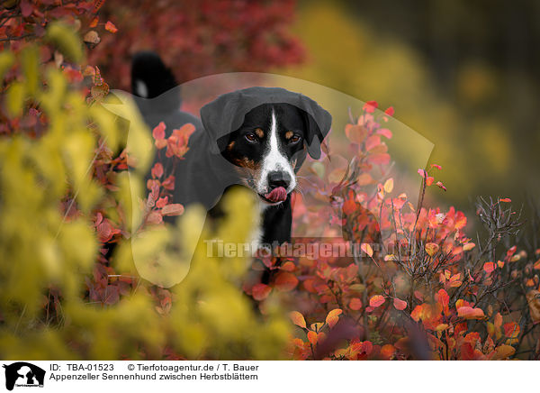 Appenzeller Sennenhund zwischen Herbstblttern / Appenzell Mountain Dog between autumn leaves / TBA-01523