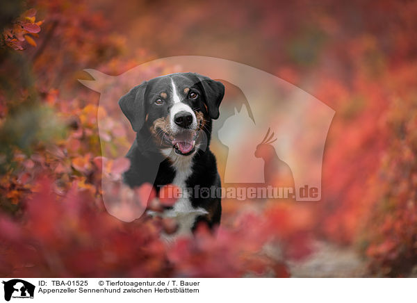 Appenzeller Sennenhund zwischen Herbstblttern / TBA-01525