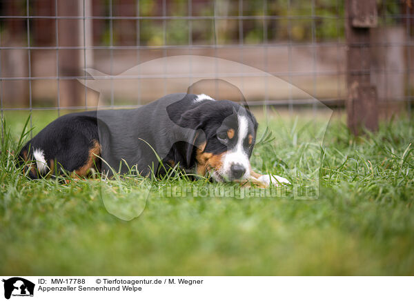 Appenzeller Sennenhund Welpe / Appenzeller Mountain Dog Puppy / MW-17788