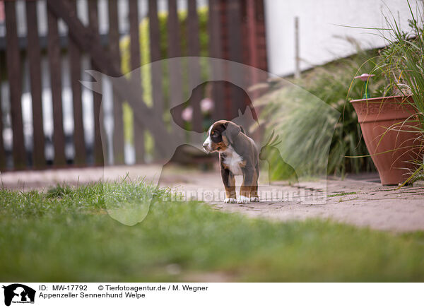 Appenzeller Sennenhund Welpe / MW-17792
