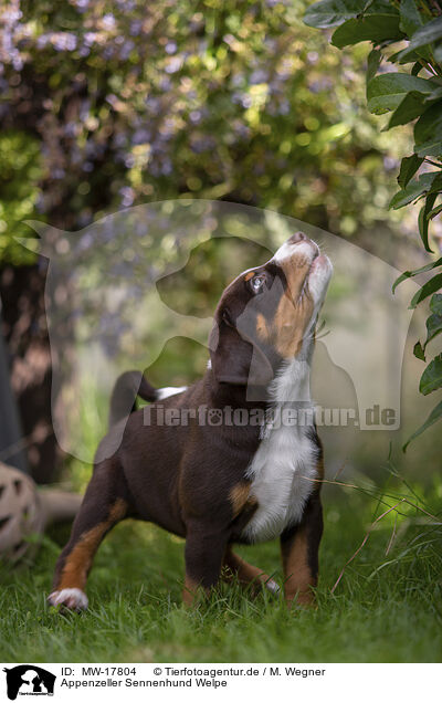 Appenzeller Sennenhund Welpe / Appenzeller Mountain Dog Puppy / MW-17804