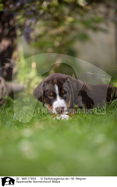 Appenzeller Sennenhund Welpe / Appenzeller Mountain Dog Puppy / MW-17805