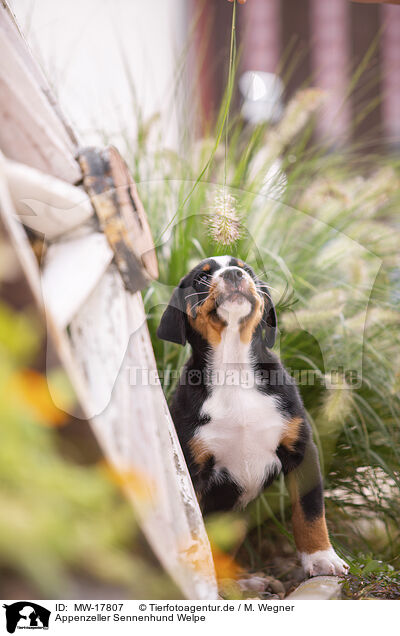 Appenzeller Sennenhund Welpe / MW-17807