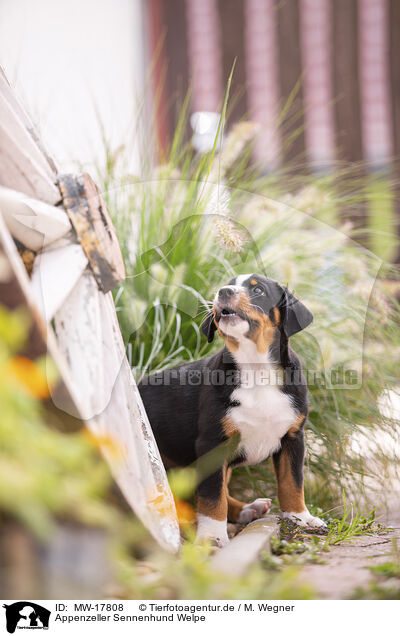 Appenzeller Sennenhund Welpe / Appenzeller Mountain Dog Puppy / MW-17808