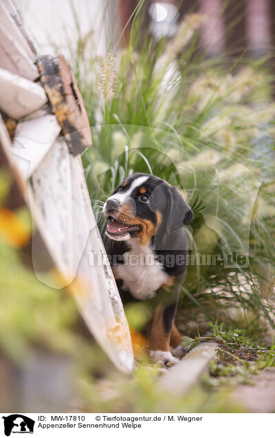 Appenzeller Sennenhund Welpe / Appenzeller Mountain Dog Puppy / MW-17810
