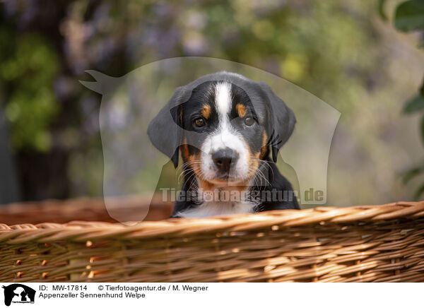 Appenzeller Sennenhund Welpe / Appenzeller Mountain Dog Puppy / MW-17814
