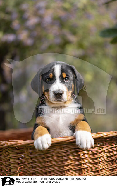 Appenzeller Sennenhund Welpe / Appenzeller Mountain Dog Puppy / MW-17817