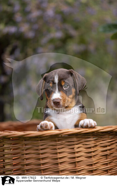 Appenzeller Sennenhund Welpe / MW-17822