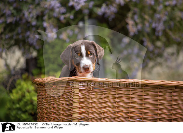 Appenzeller Sennenhund Welpe / Appenzeller Mountain Dog Puppy / MW-17832
