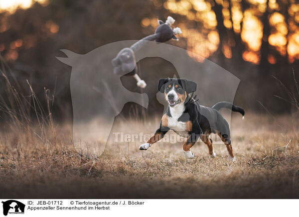 Appenzeller Sennenhund im Herbst / JEB-01712