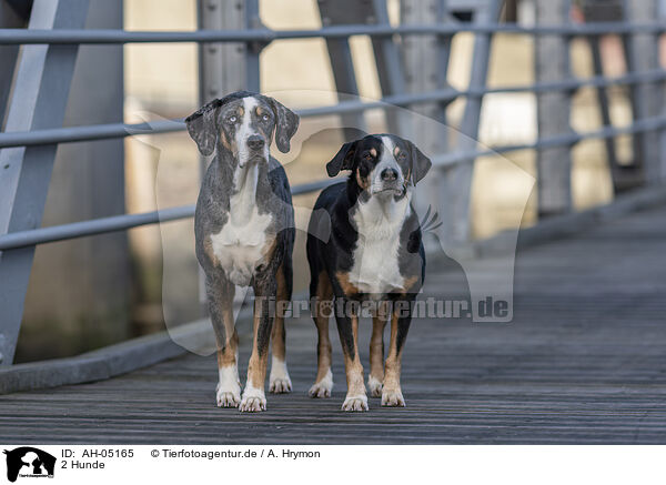 2 Hunde / 2 dogs / AH-05165