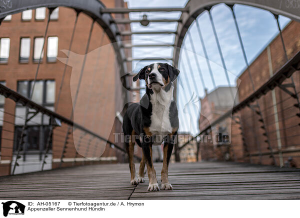 Appenzeller Sennenhund H�ndin / AH-05167