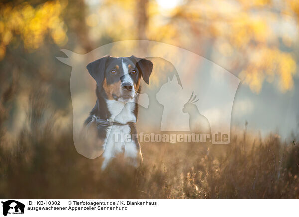 ausgewachsener Appenzeller Sennenhund / adult Appenzell Mountain Dog / KB-10302