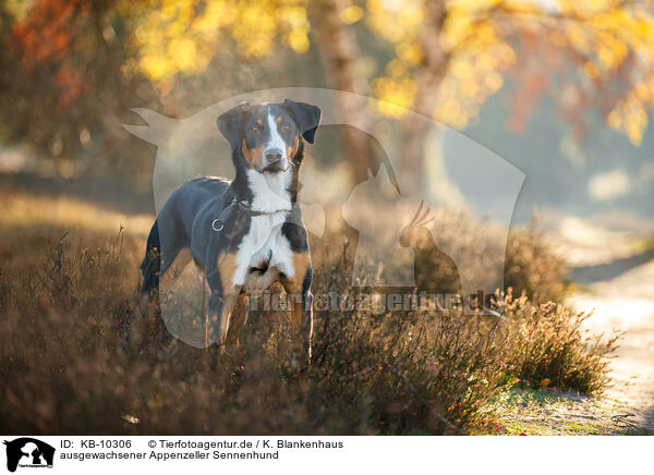 ausgewachsener Appenzeller Sennenhund / adult Appenzell Mountain Dog / KB-10306